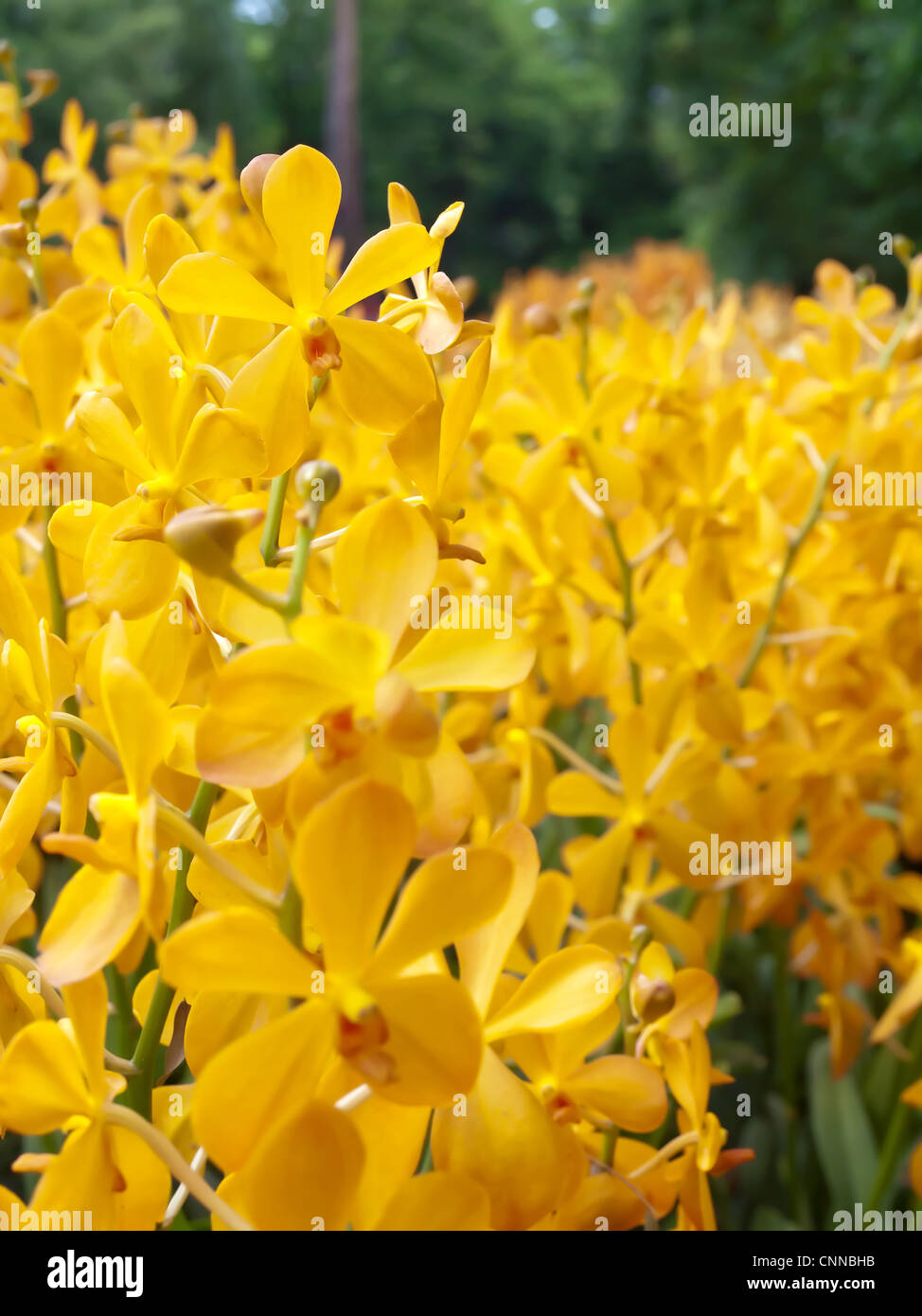 Flowers of Mokara orchid in tropical garden Stock Photo