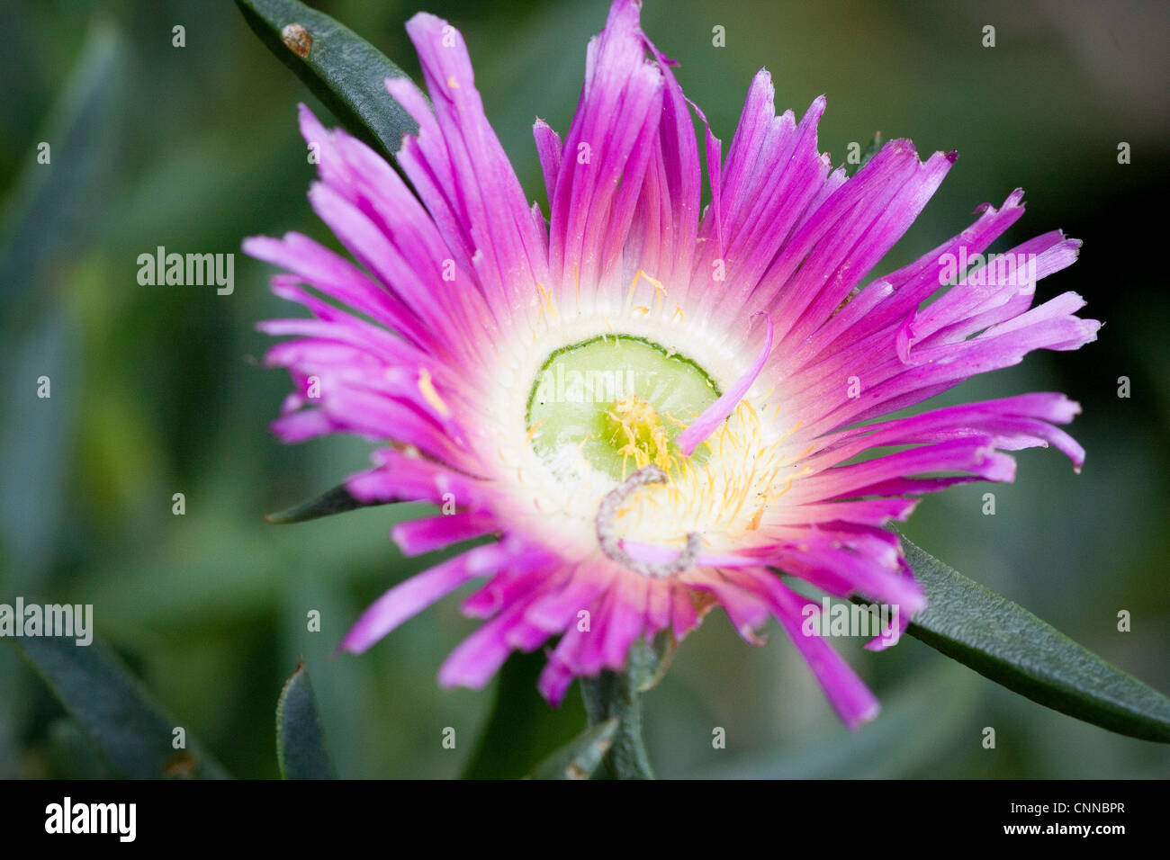 Lampranthus Pink flower Stock Photo