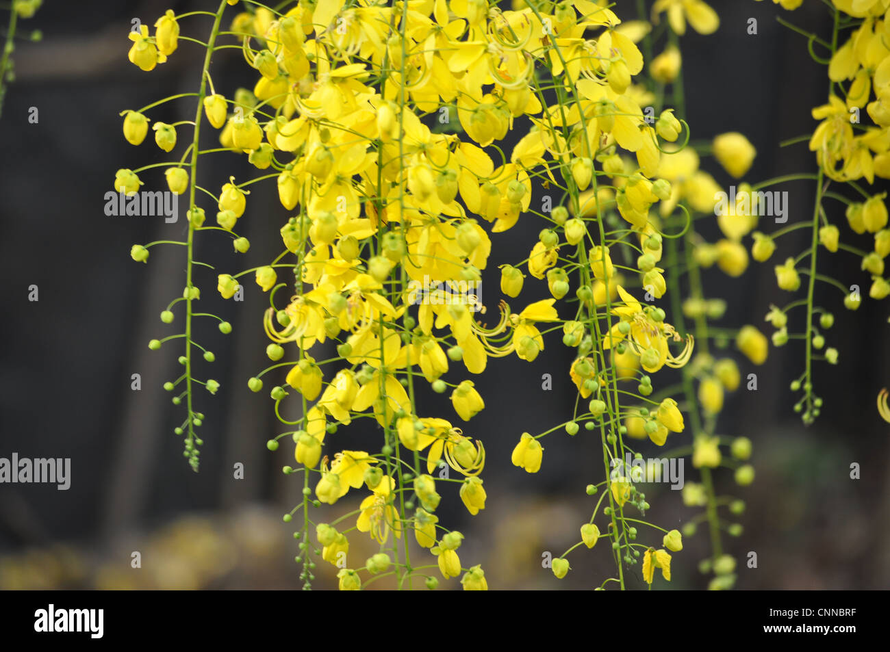 Cassia fistula flower hi-res stock photography and images - Alamy