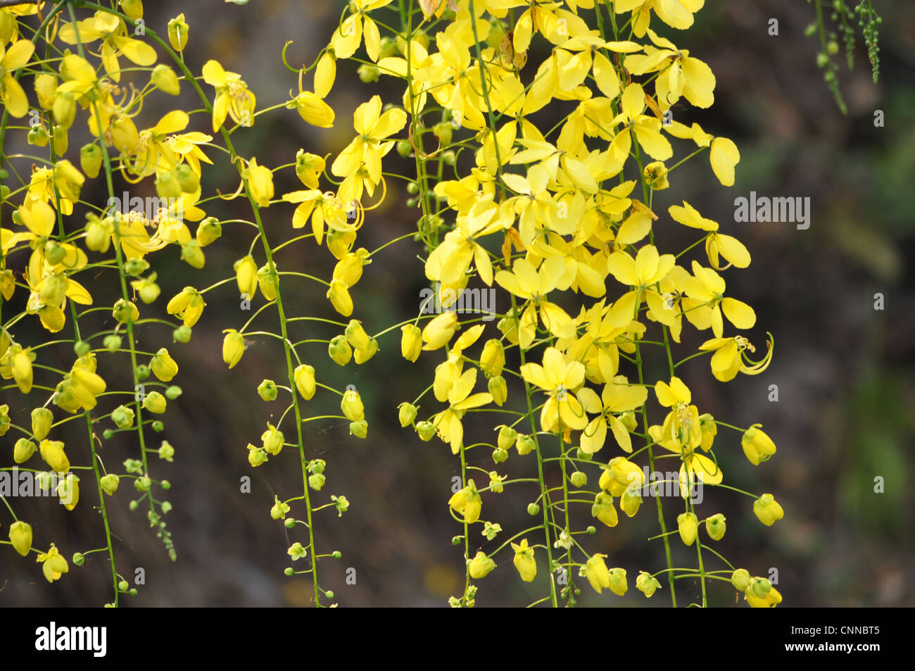 Cassia fistula flowers Stock Photo