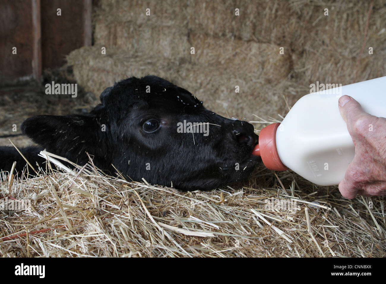 A young black calf being bottle fed Stock Photo Alamy