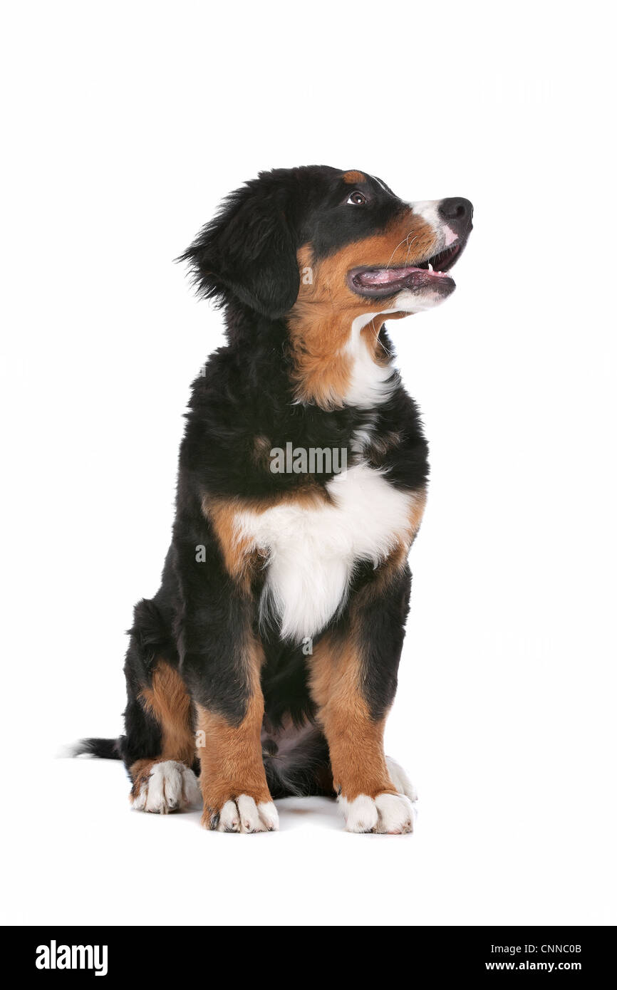 Bernese Mountain Dog puppy in front of a white background Stock Photo ...