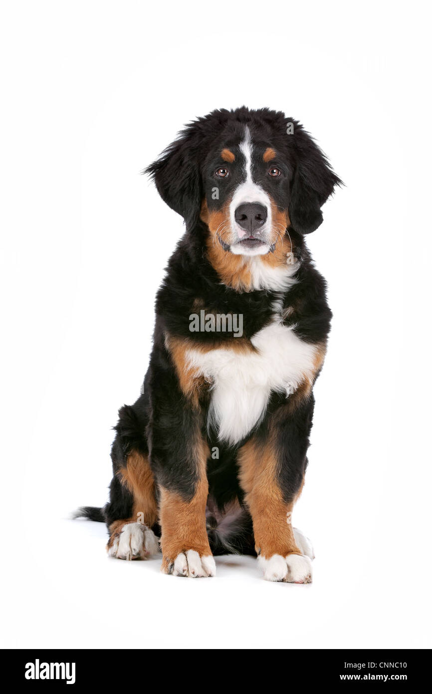 Bernese Mountain Dog puppy in front of a white background Stock Photo ...