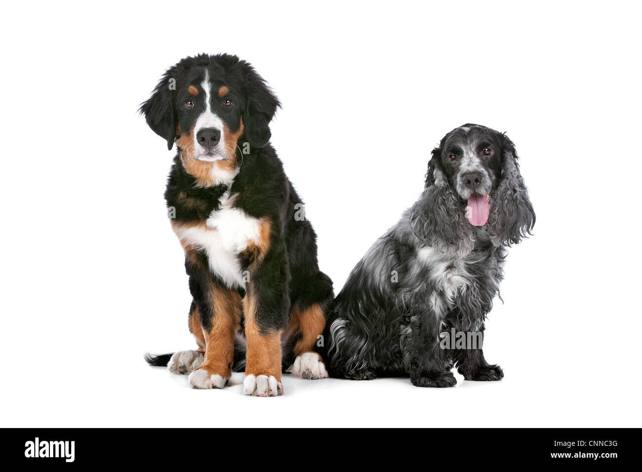 Cocker spaniel bernese hot sale mountain dog mix