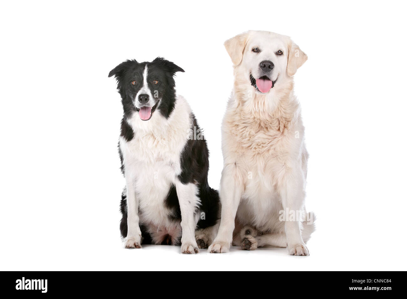 Golden Retriever and a border collie in front of a white background Stock Photo