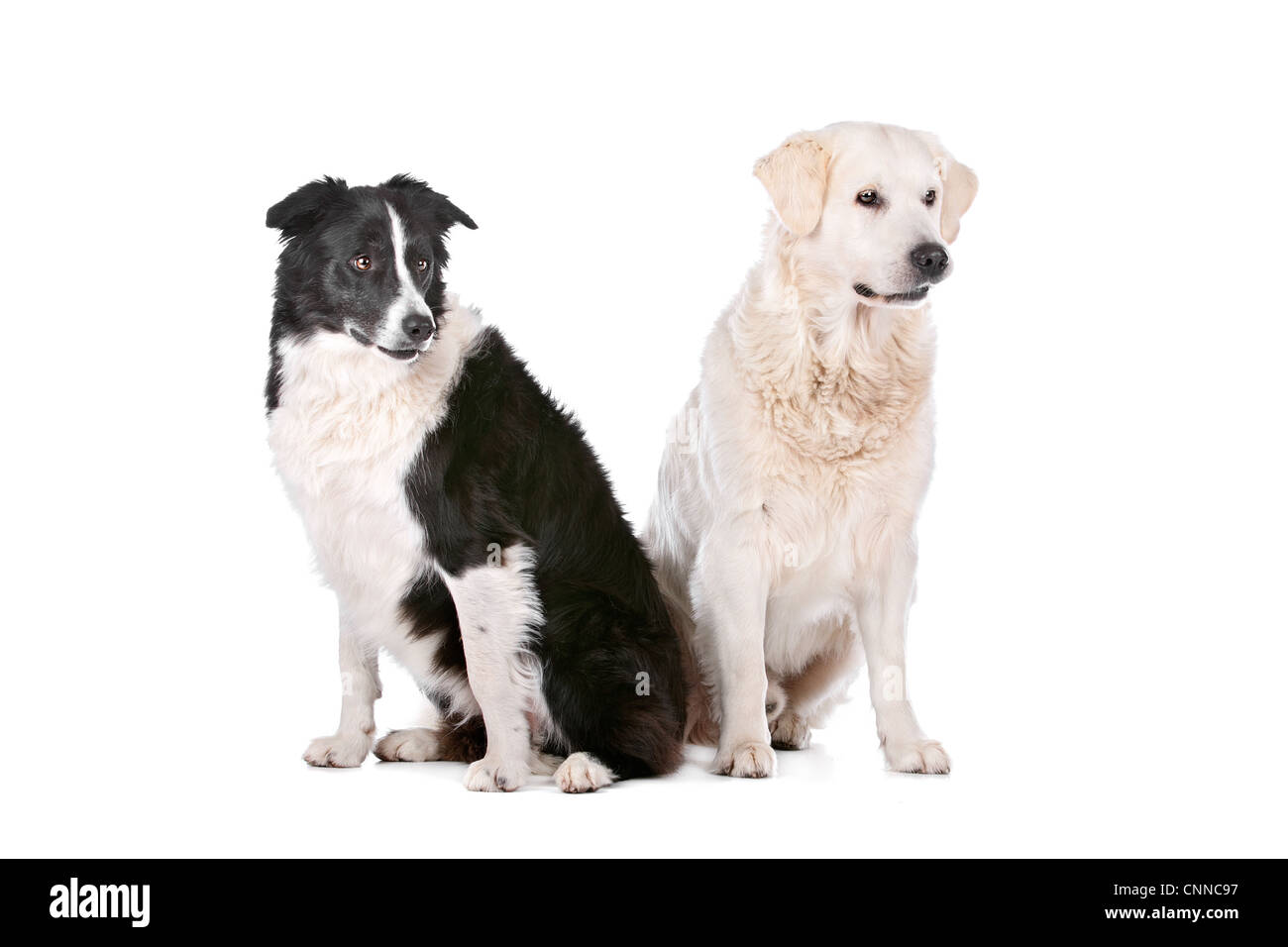 Border collie with golden cheap retriever