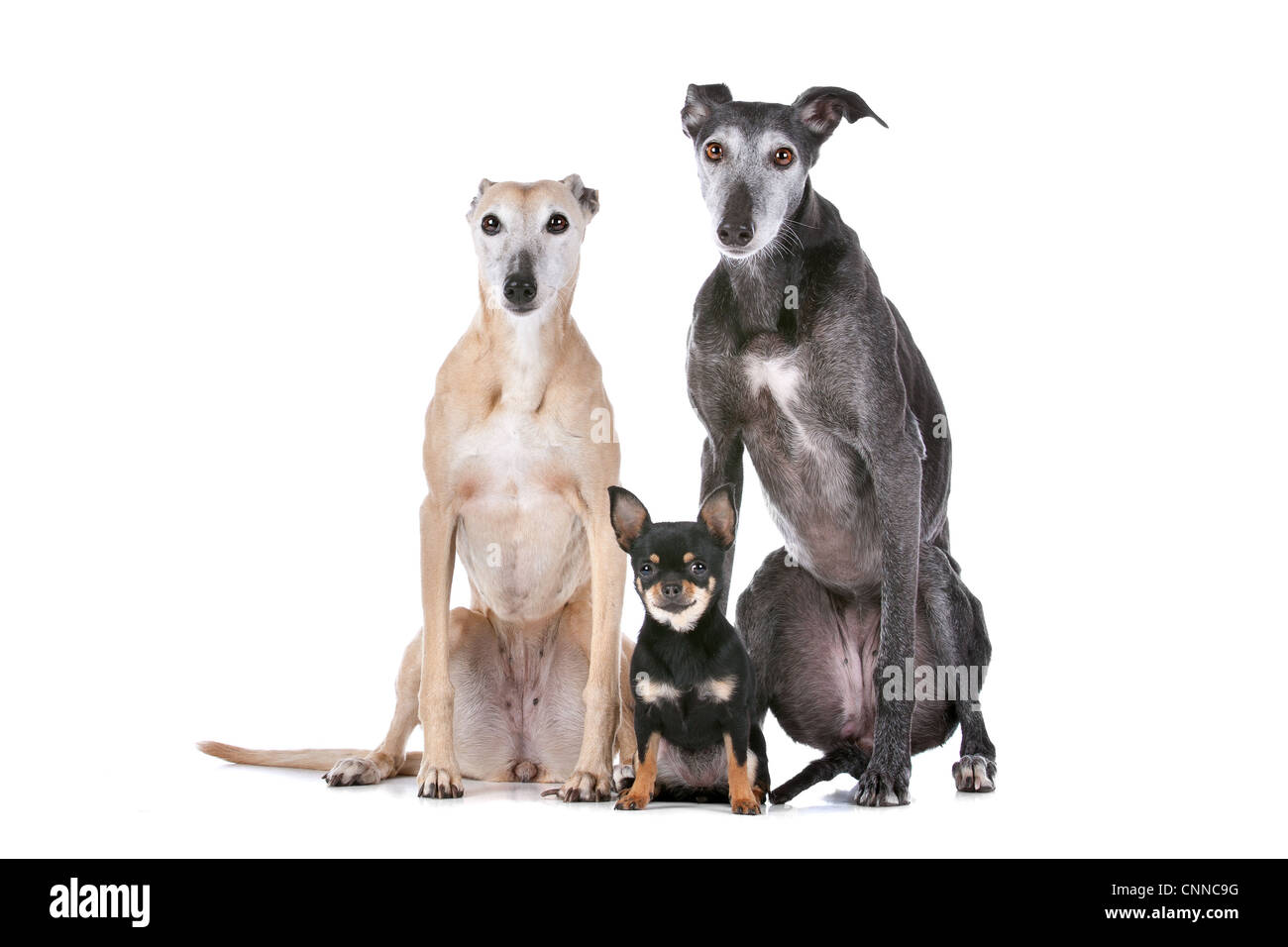 two greyhounds and a chihuahua in front of a white background Stock Photo