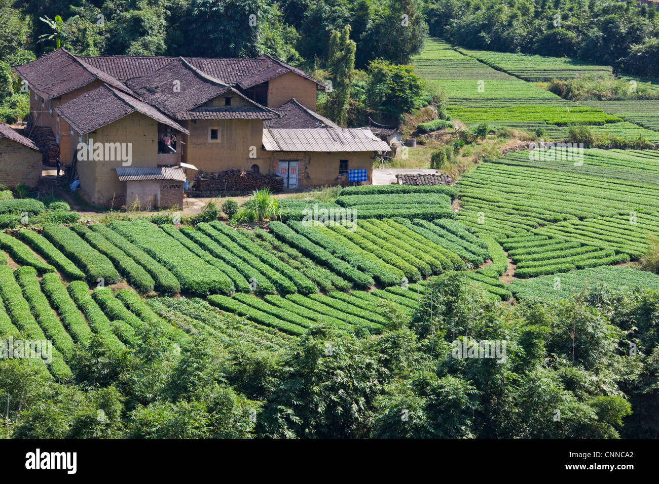 Tea plantation, Fujian, China Stock Photo