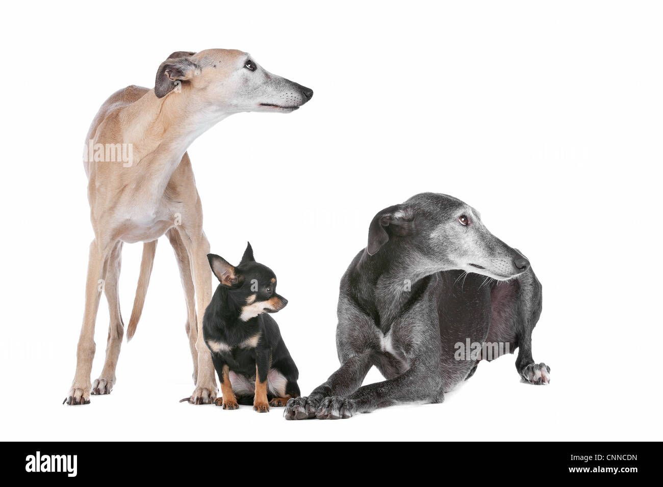 two greyhounds and a chihuahua in front of a white background Stock Photo