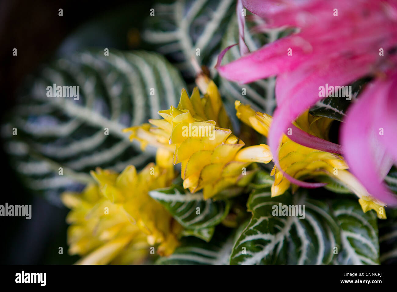Aphelandra squarrosa 'Saffron Spike' Stock Photo
