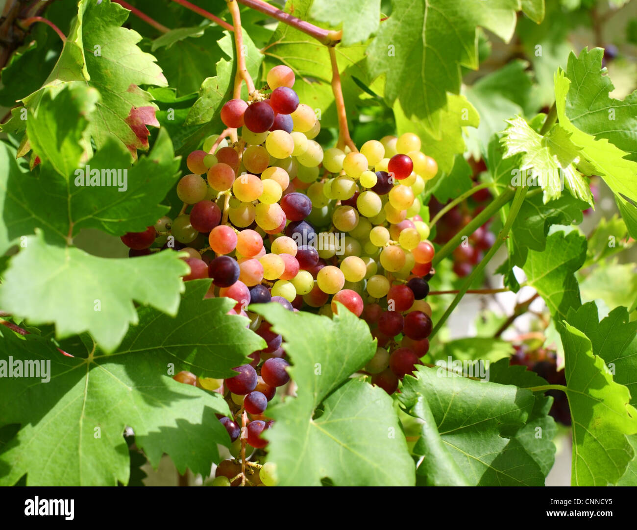 Unripe grapes and vine leaves close up Stock Photo