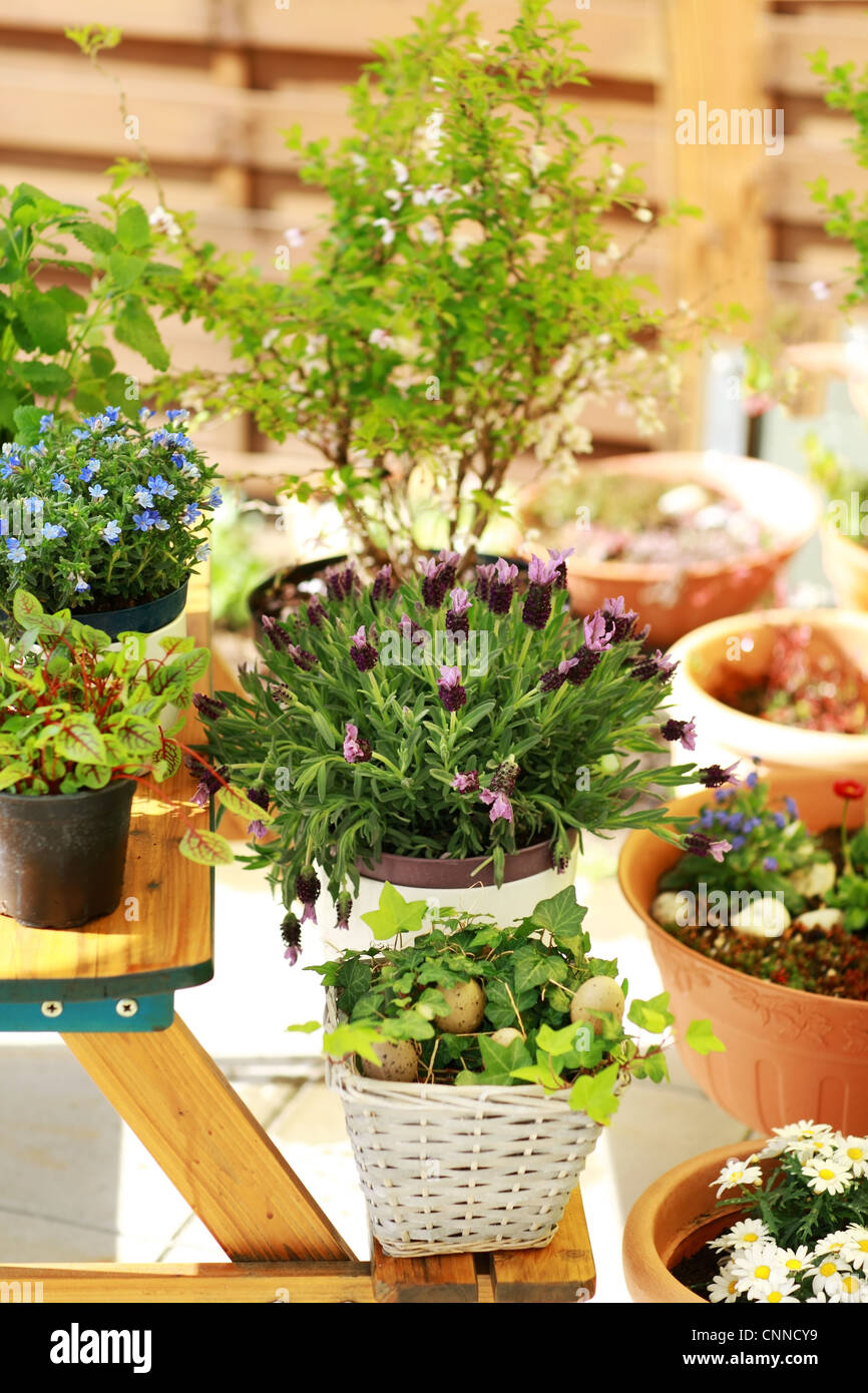 WHAT GROWS WELL IN SMALL POTS OUTDOOR visual data 7