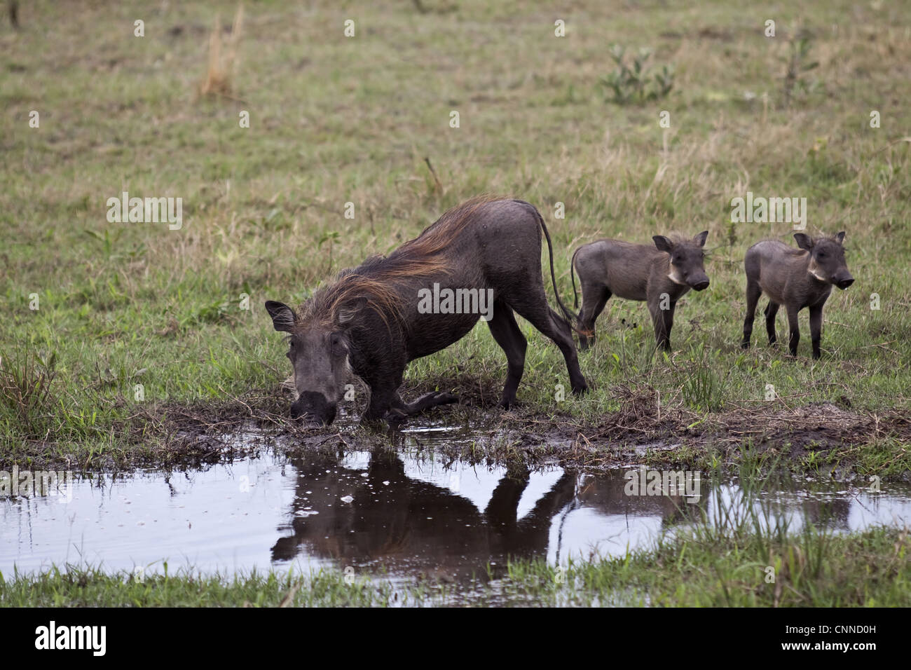 Warthog kneeling with two piglets Stock Photo