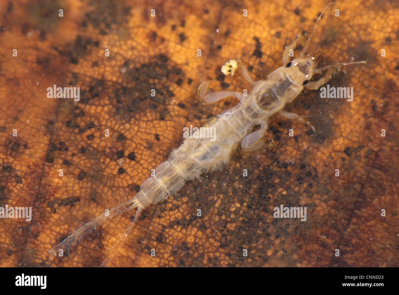 Mayfly (Ephemera sp.) larva, on submerged leaf, Genova Province, Liguria, Italy, december Stock Photo