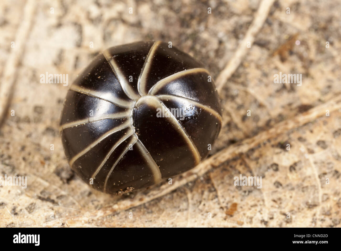 Common Pill Millipede (Glomeris marginata) adult, rolled up in defensive ball, on fallen leaf, Derbyshire, England, april Stock Photo
