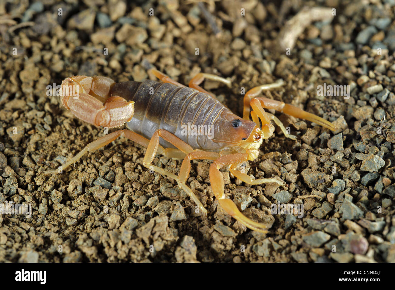 Yellow Thick-tailed Scorpion (Parabuthus mossambicensis) adult, on stony ground, Karoo Region, South Africa Stock Photo