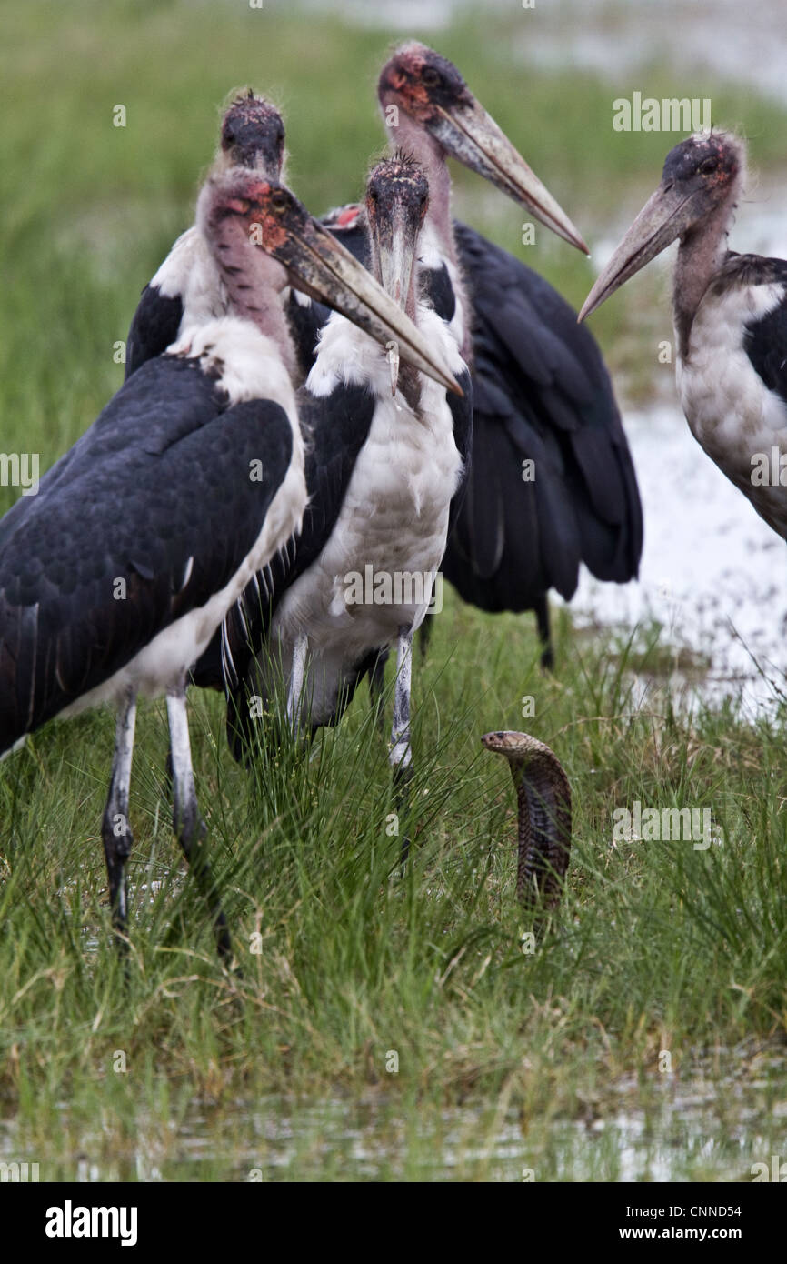 Marabou Storks surround a Mozambique Spitting Cobra Stock Photo