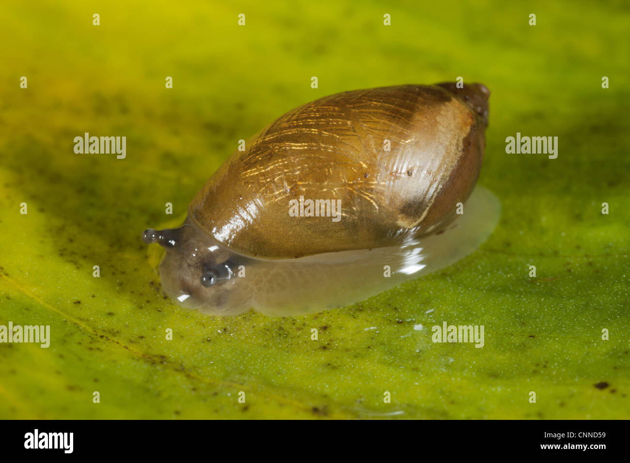 Pfeiffer's Amber Snail (Succinea pfeifferi) adult, on submerged leaf, Arthog Bog, Gwynedd, North Wales, august Stock Photo