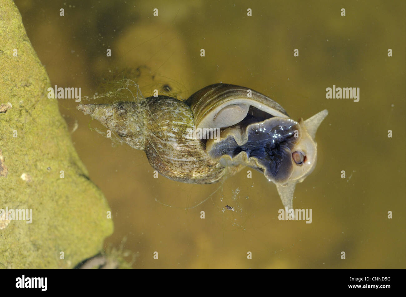 Great Pond Snail (Lymnaea stagnalis) adult, feeding at surface of water