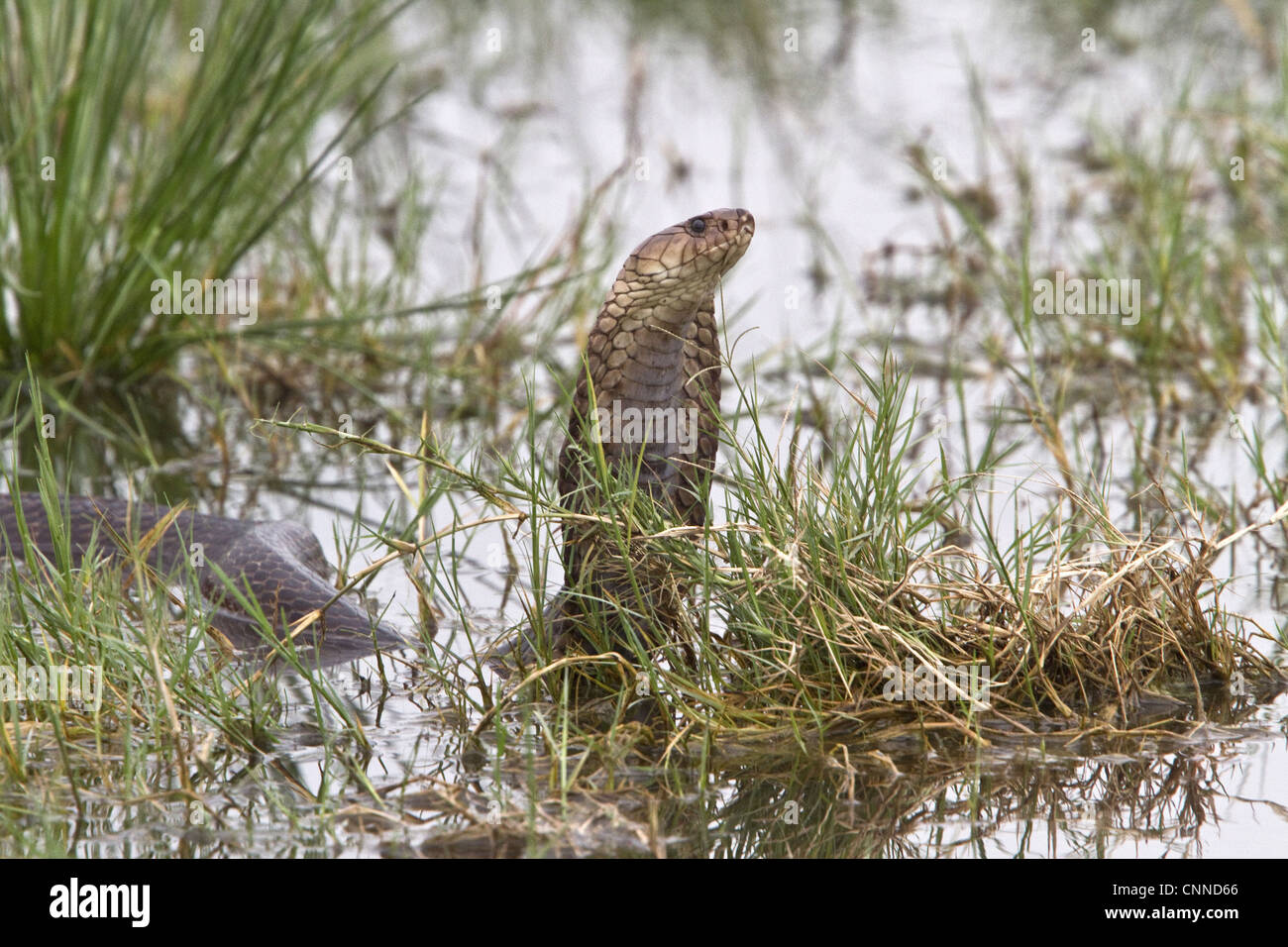 Mozambique Spitting Cobra in The Okavango Delta - Botswana Stock Photo