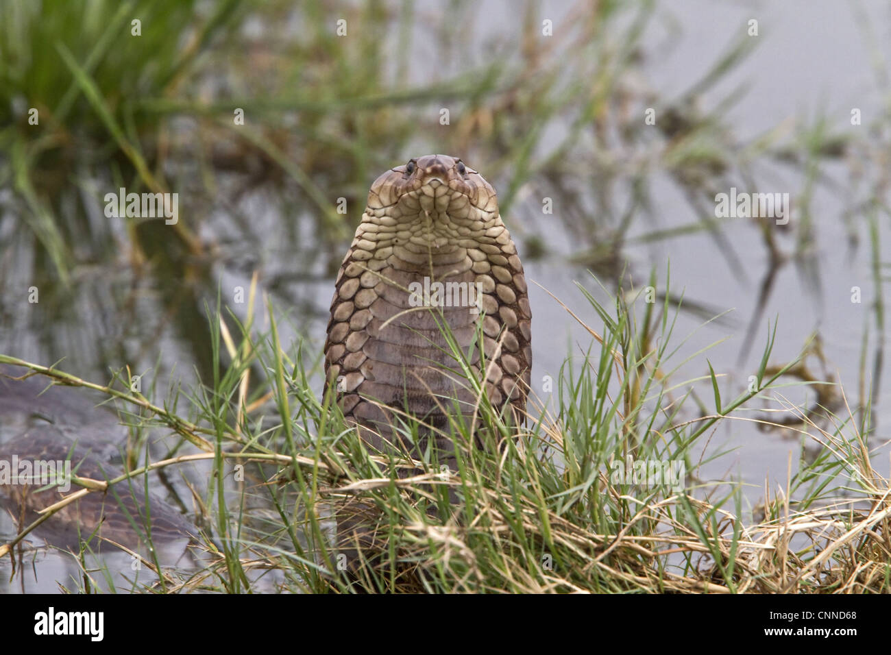 Mozambique Spitting Cobra in The Okavango Delta - Botswana Stock Photo