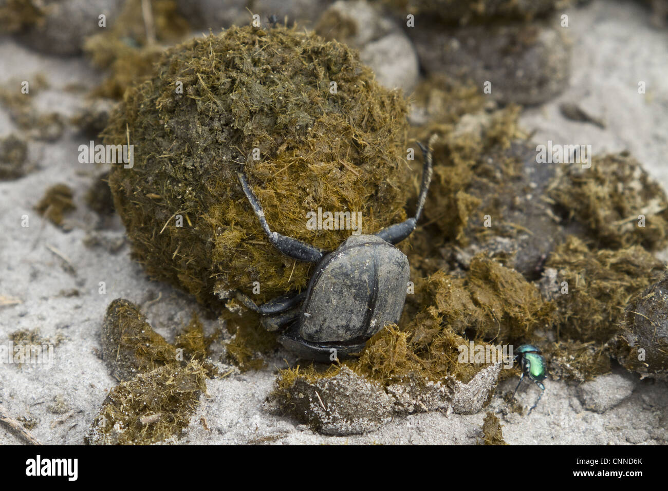 Dung beetle making a dung ball to roll away and bury with an egg inside Stock Photo