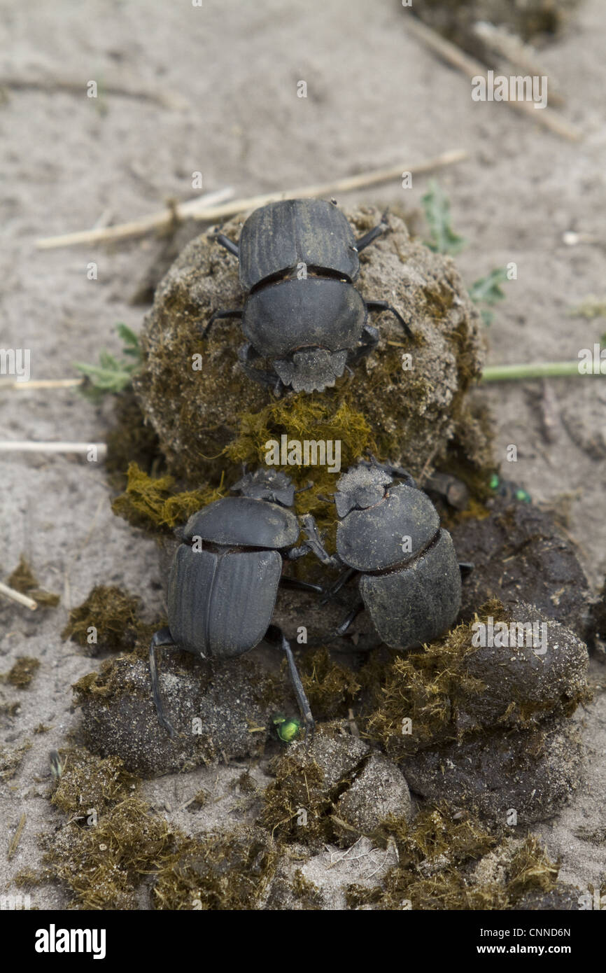 Dung beetles on dung making a ball to roll away and bury with their egg inside Stock Photo