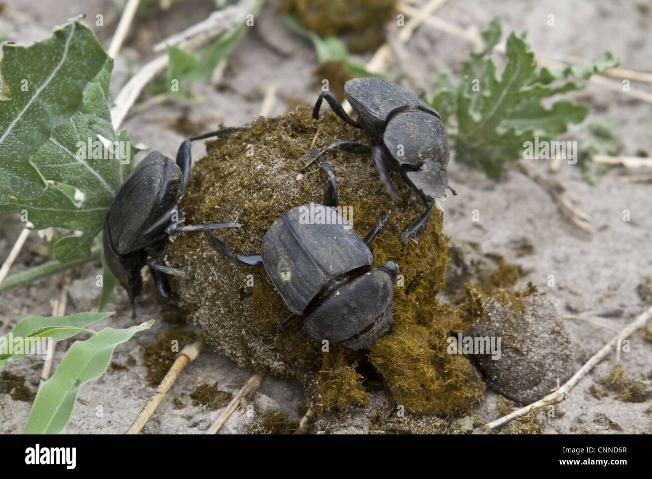 Dung beetles on dung making a ball to roll away and bury with their egg inside Stock Photo