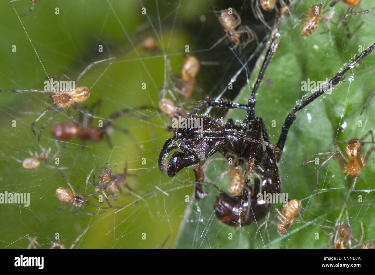 Social Spider Anelosimus sp. adults group Bullet Ant Paraponera clavata caught communal web Los Amigos Biological Station Madre Stock Photo