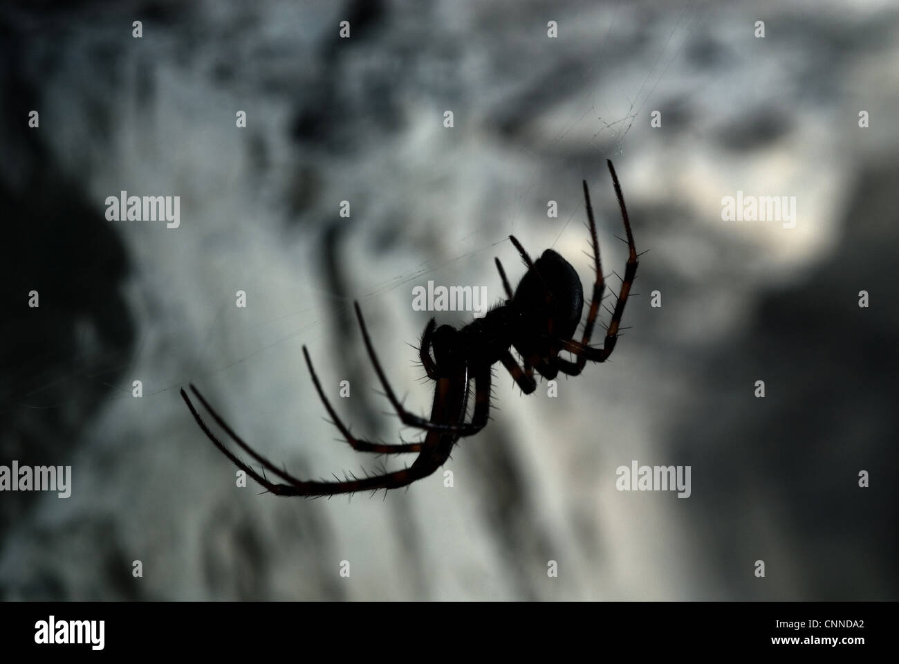 European Cave Spider (Meta menardi) adult female, on web in cave, Italy Stock Photo
