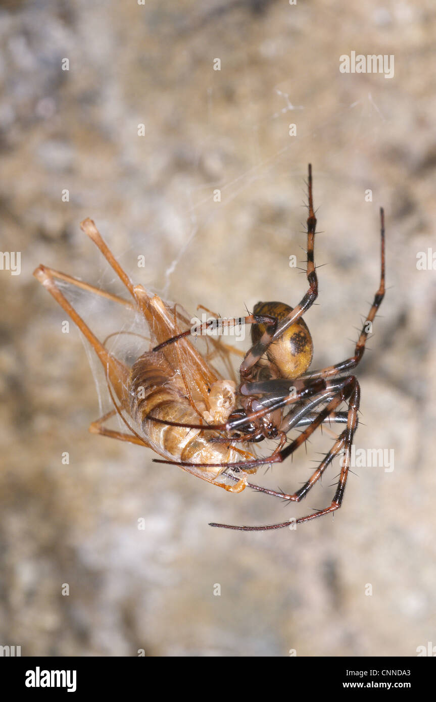 European Cave Spider (Meta menardi) adult female, feeding on prey caught in web, Italy Stock Photo