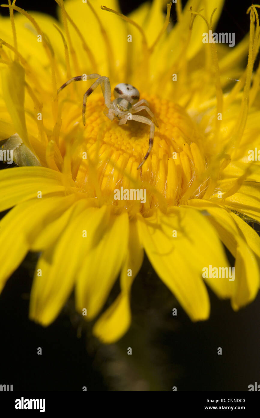 Goldenrod Crab Spider (Misumena vatia) adult male, resting on yellow