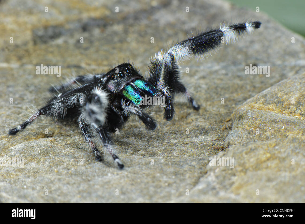 Regal Jumping Spider (Phidippus regius) adult male, signalling to female willingness to mate, U.S.A. Stock Photo