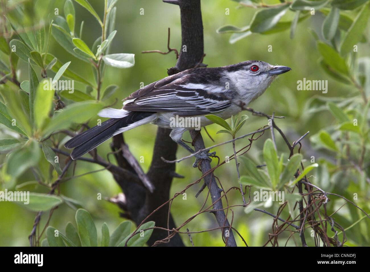 black backed puffback Stock Photo Alamy