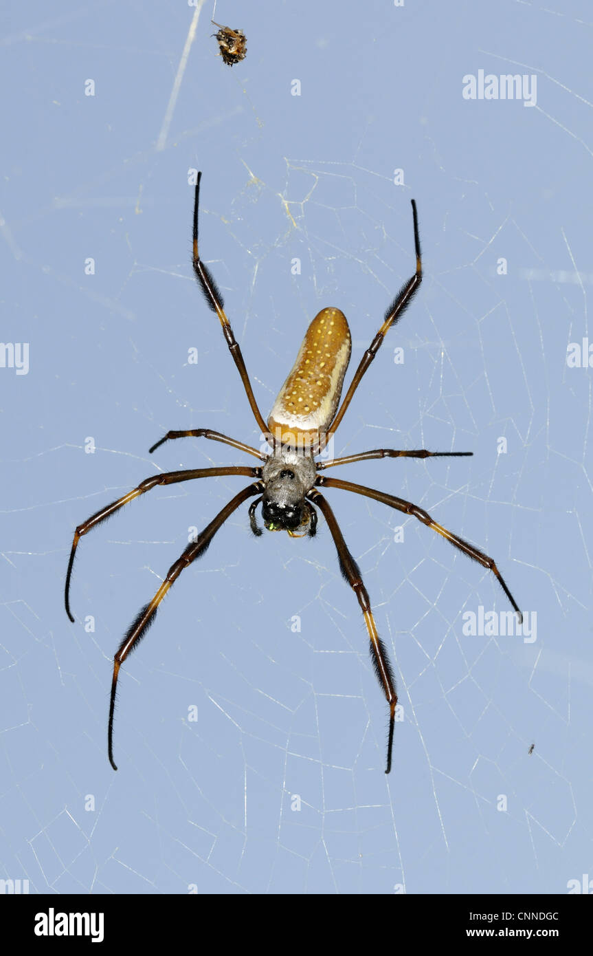 Golden Silk Spider (Nephila clavipes) adult female, resting in web,  Trinidad, Trinidad and Tobago Stock Photo - Alamy