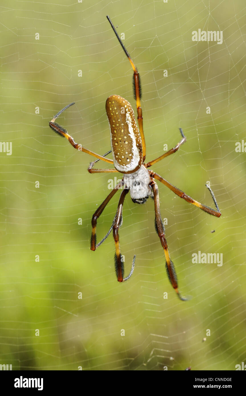 Spiders in trinidad and tobago hires stock photography and images Alamy
