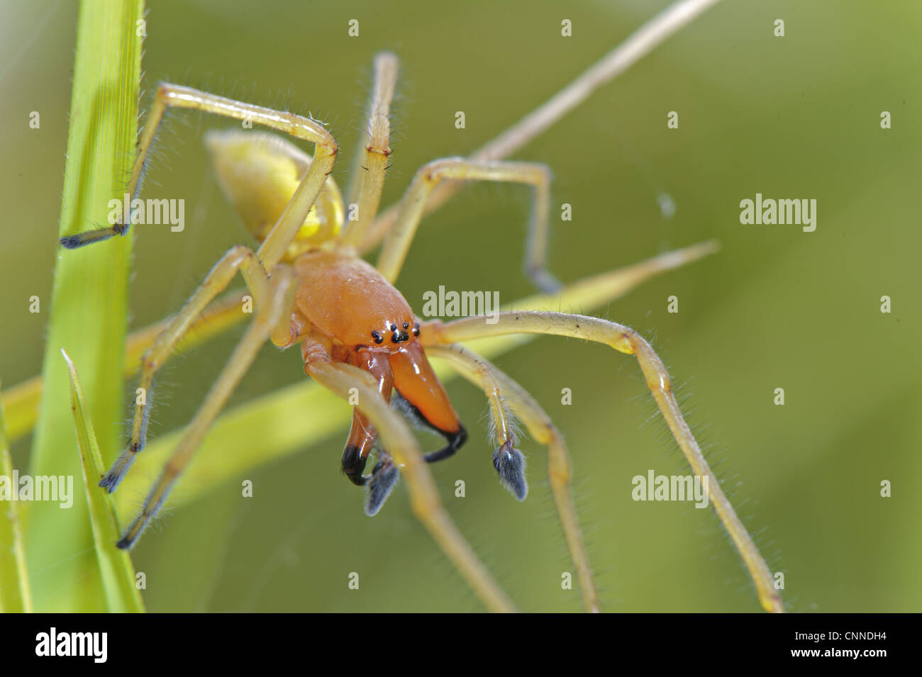 Yellow Sac Spider (Cheiracanthium punctorium) adult male, defending nest, Italy Stock Photo