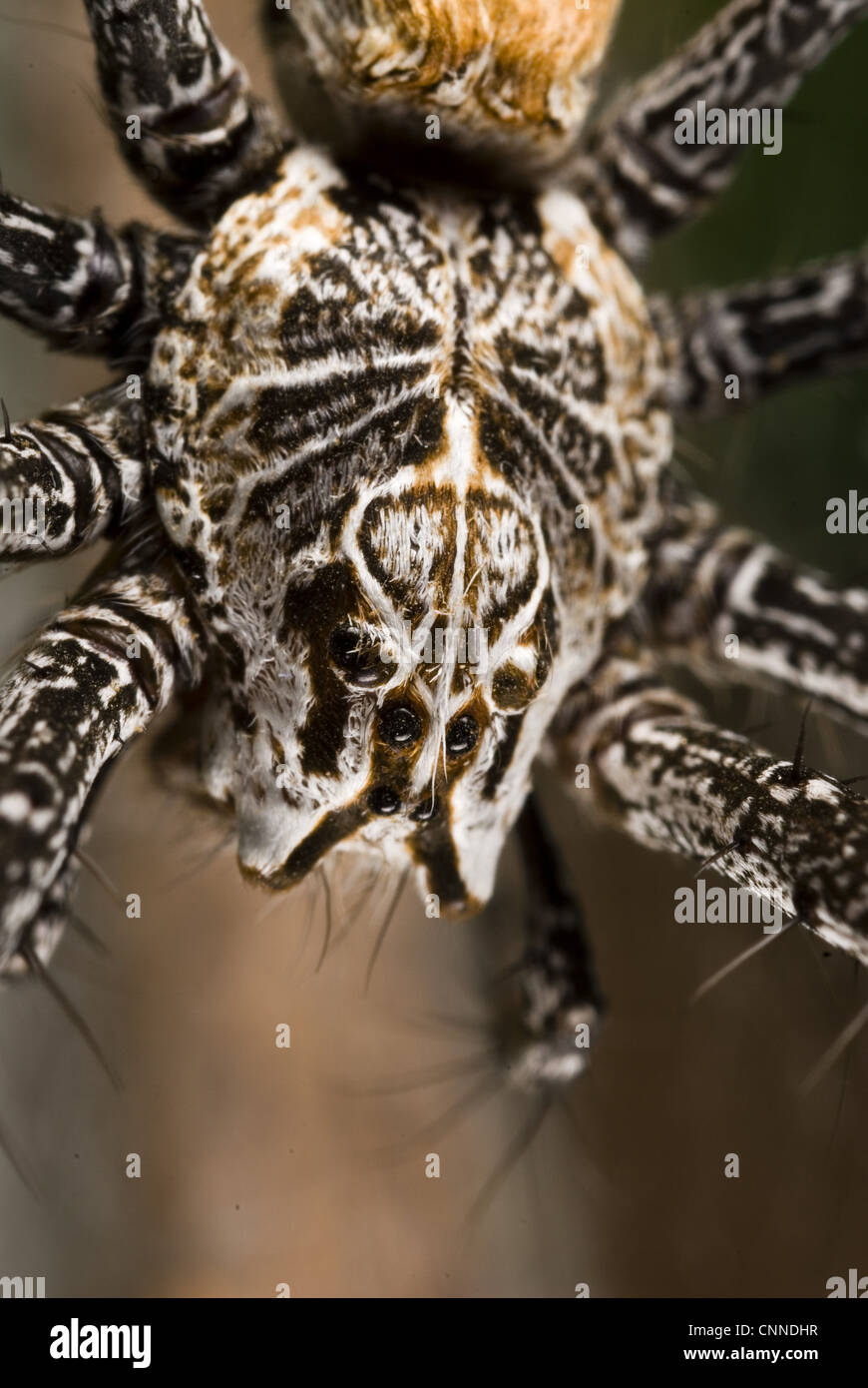 Funnel-web Nursery-web spider (Euprosthenops australis) adult, close-up of cephalothorax, Burkina Faso Stock Photo