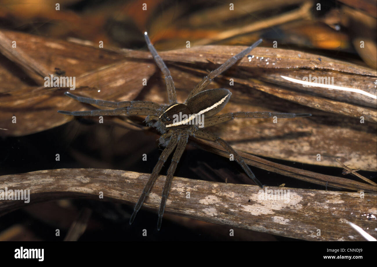 Raft Spider (Dolomedes plantarius) Striped male - Redgrave & Lopham Fen - Suffolk W.T. Stock Photo