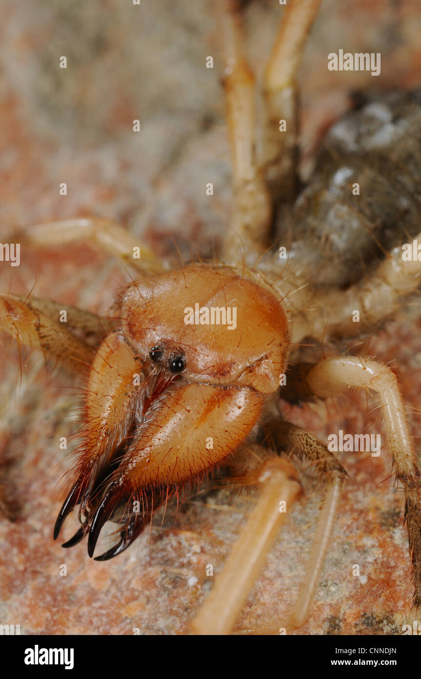 Sun-spider (Solifugae sp.) adult, close-up of head, Abd el Kuri Island, Socotra Archipelago, Yemen, april Stock Photo