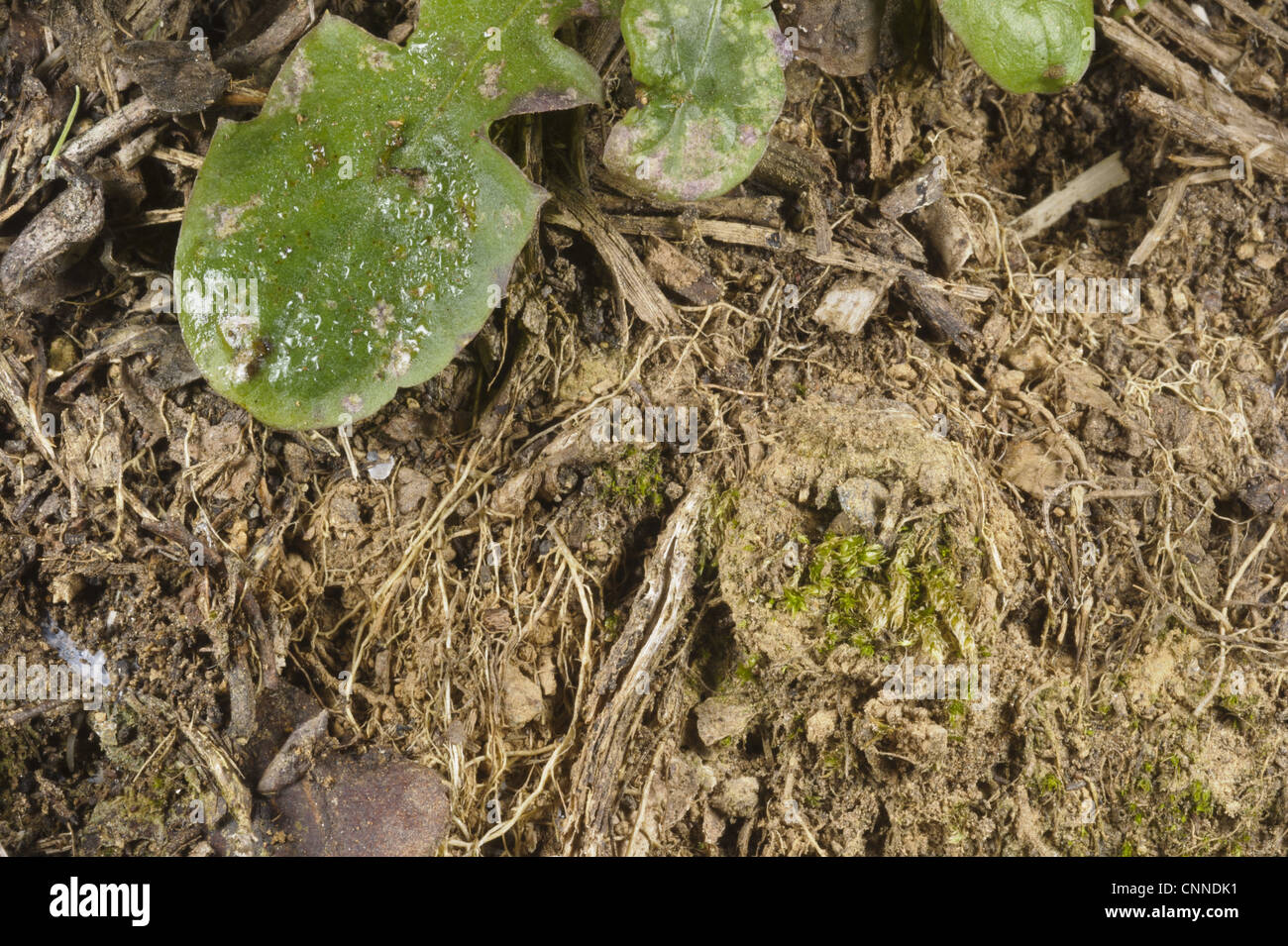 Moggridges trapdoor spider cteniza moggridgei hires stock photography