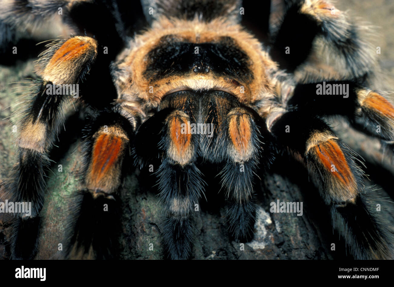 Red-kneed Tarantula (Eurypelma smithi) Close-up - endangered - Mexico Stock Photo
