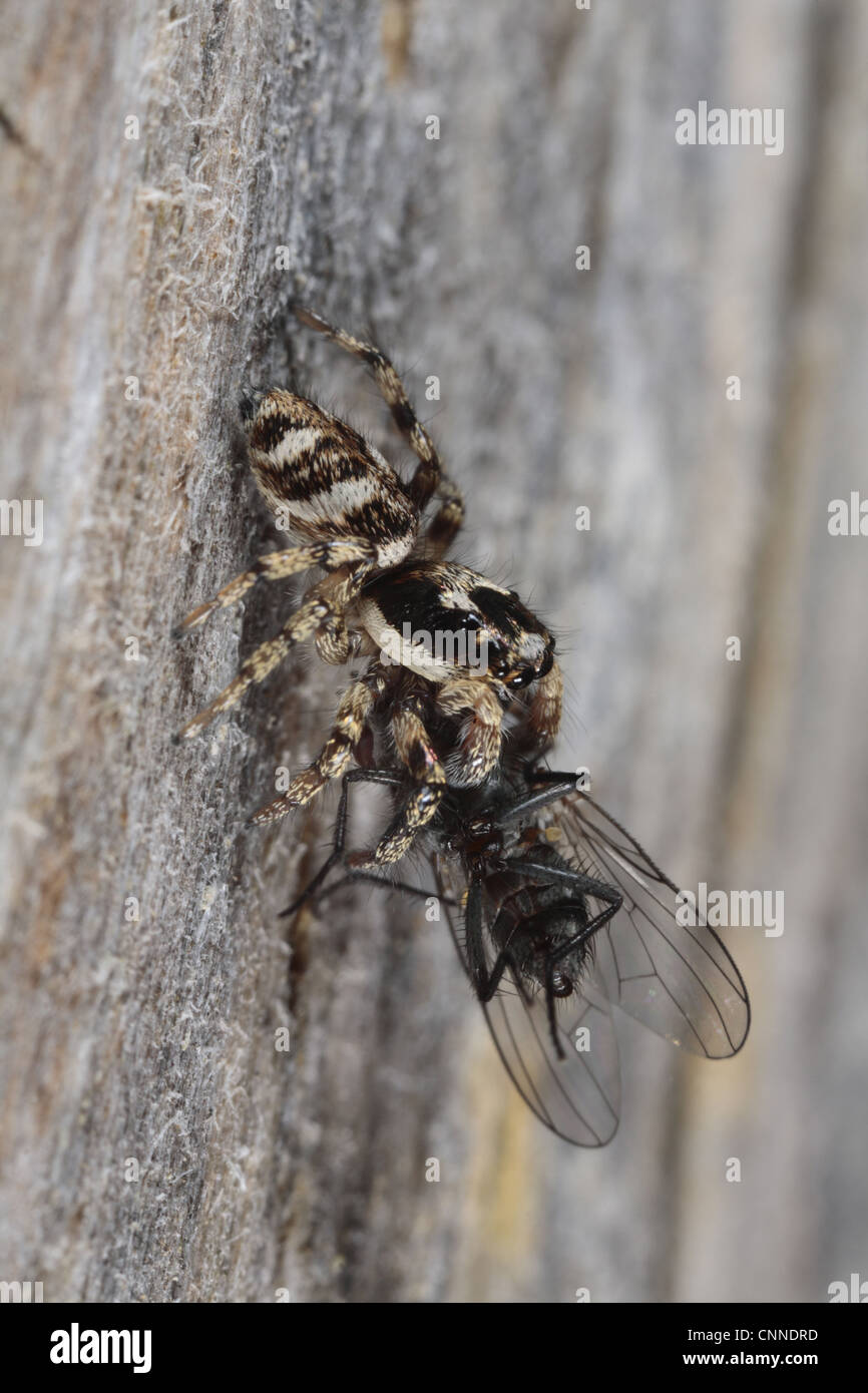 Zebra jumping spider with prey hires stock photography and images Alamy