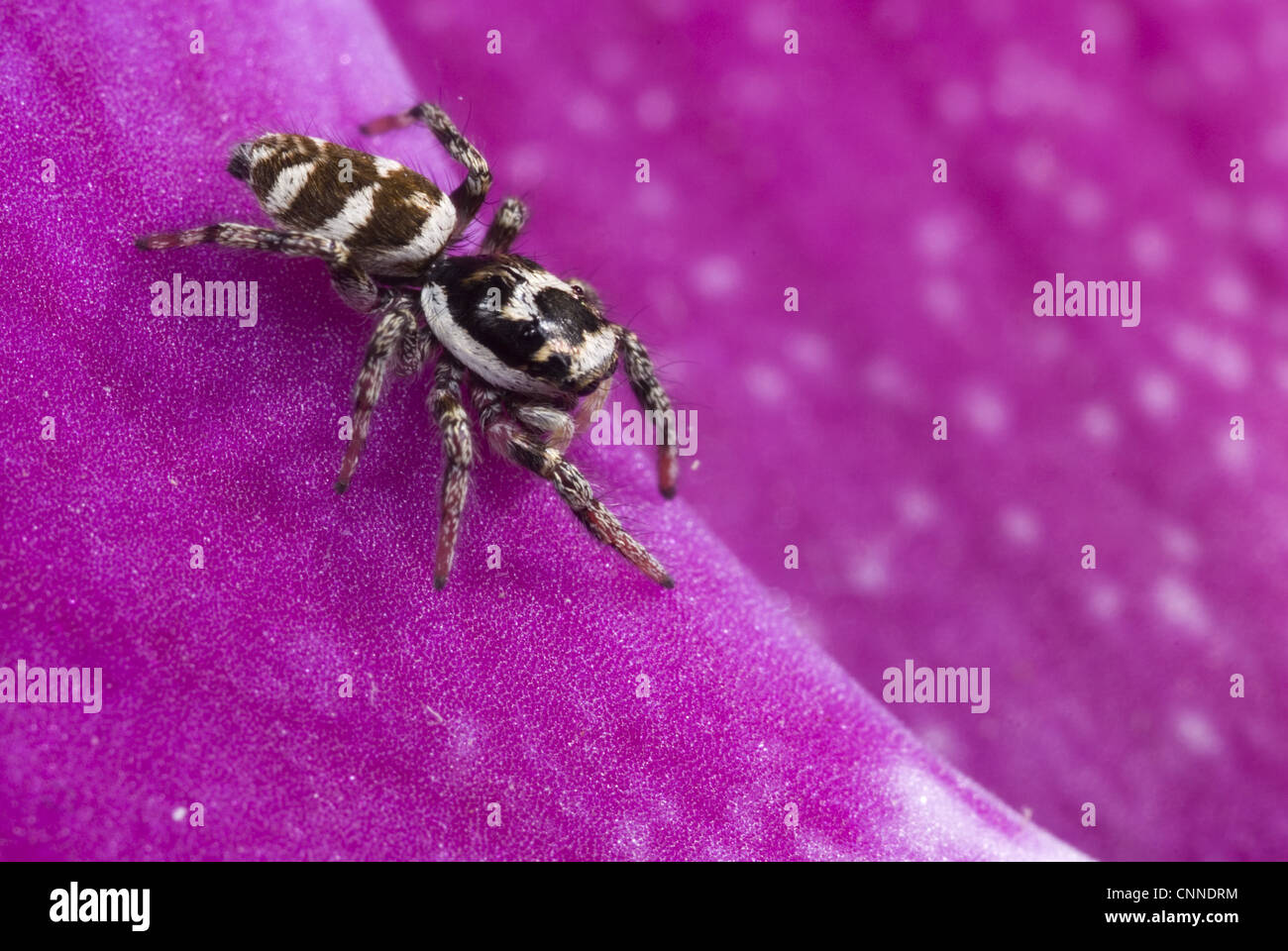 Zebra Jumping Spider (Salticus scenicus) adult, on orchid flower, Italy Stock Photo Alamy