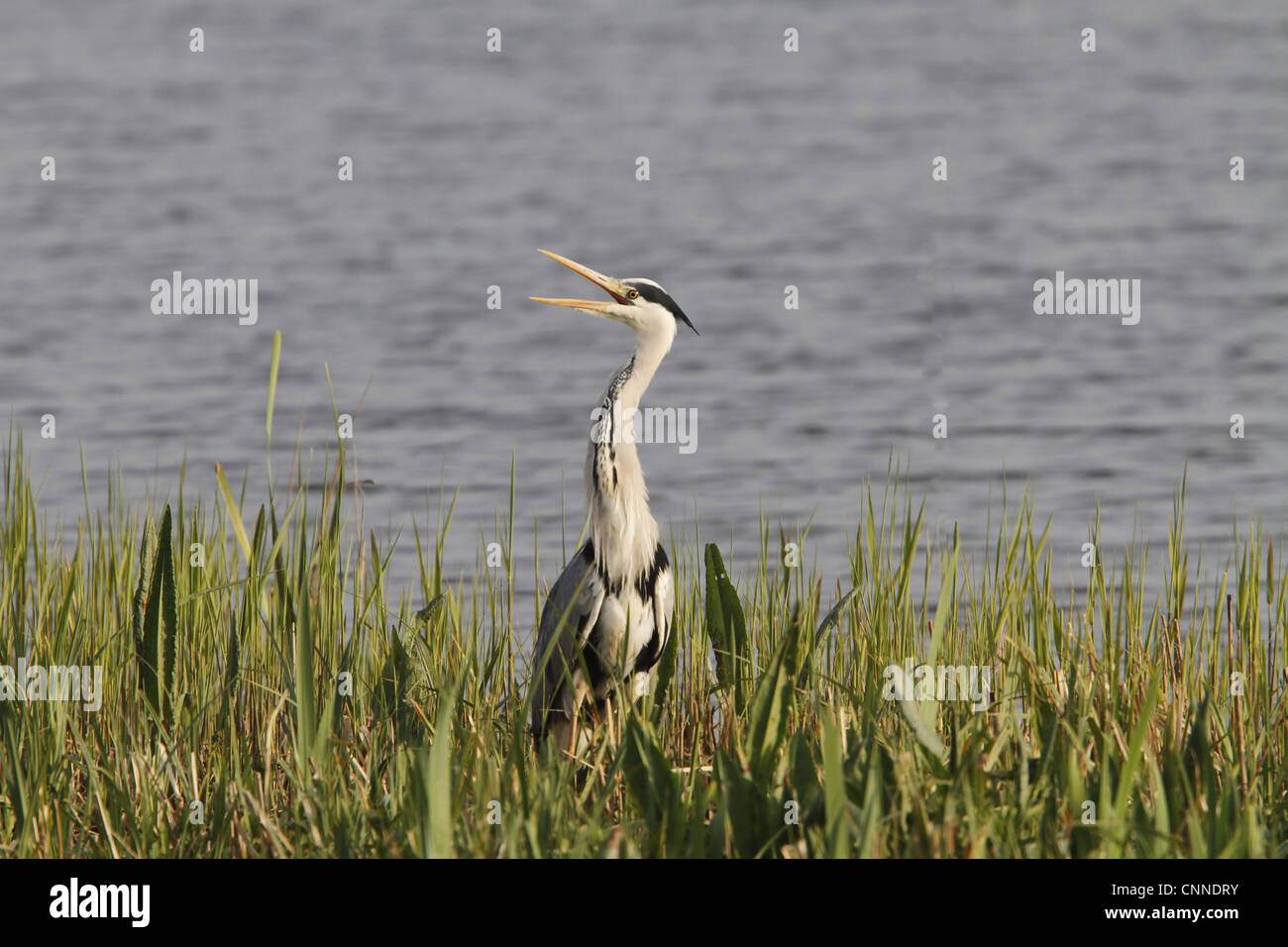 Grey Heron calling Stock Photo