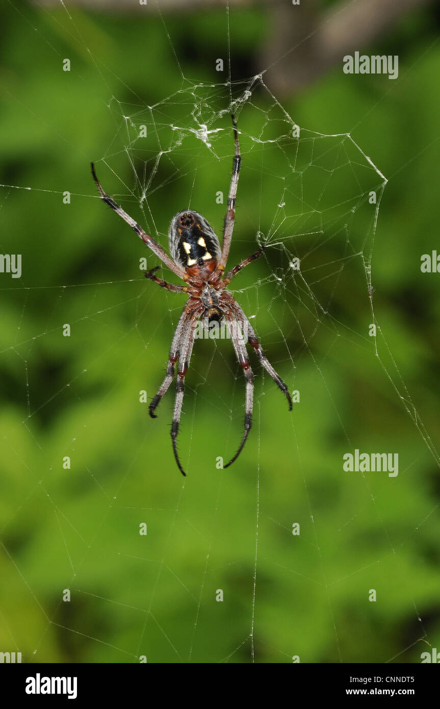 Zig-zag Spider (Neoscona cooksoni) adult, in web, Galapagos Islands Stock Photo