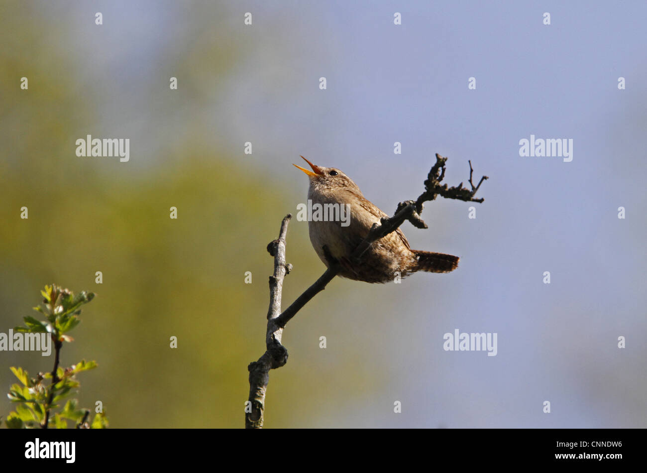 Wren singing Stock Photo