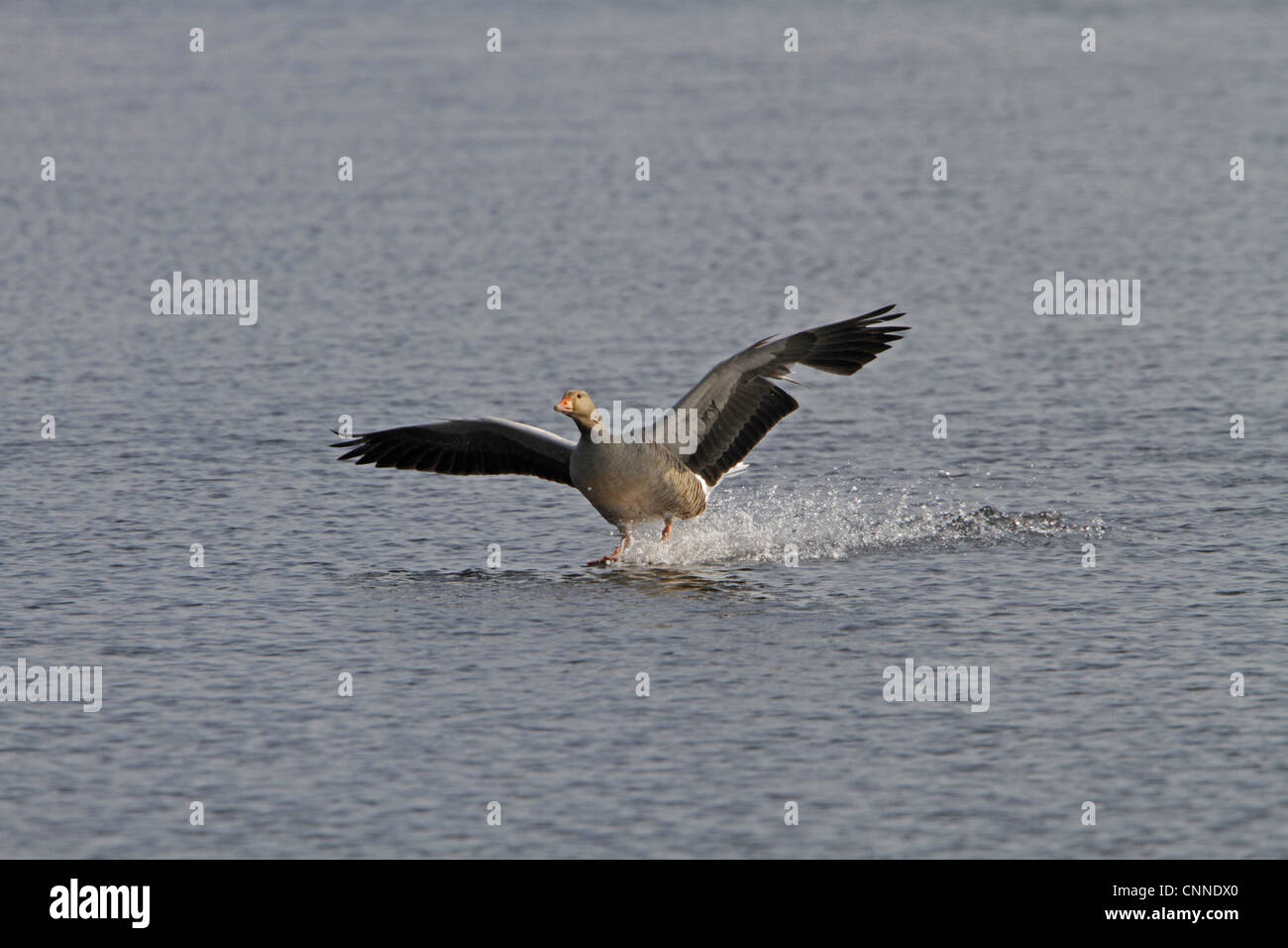 Greylag goose coming into land Stock Photo