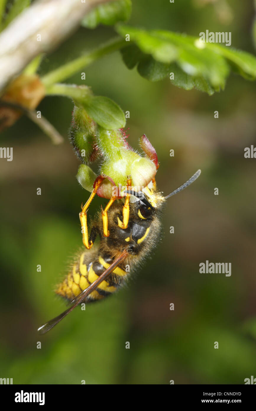 Norwegian Wasp Dolichovespula norwegica adult worker feeding Gooseberry Ribes uva-crispa flower important pollinator soft-fruit Stock Photo