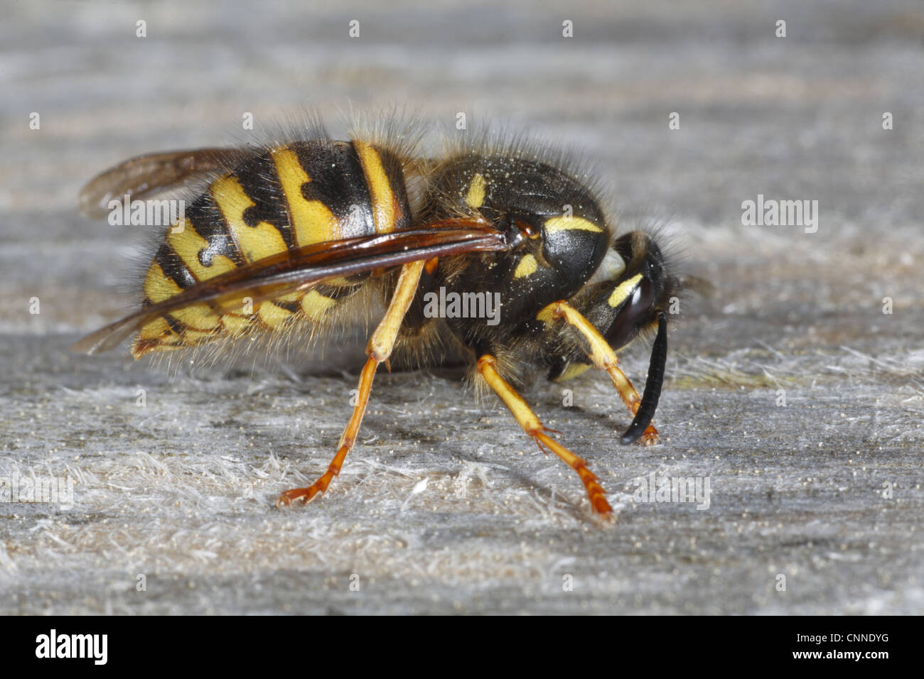 Norwegian Wasp (Dolichovespula norwegica) adult worker, collecting wood pulp for nest building material, Powys, Wales, april Stock Photo